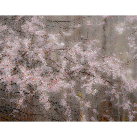 USA-Washington State-Fall City-Springtime cherry trees blooming along Snoqualmie River Black Modern Wood Framed Art Print by Gulin, Sylvia