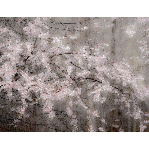 USA-Washington State-Fall City-Springtime cherry trees blooming along Snoqualmie River Black Modern Wood Framed Art Print by Gulin, Sylvia