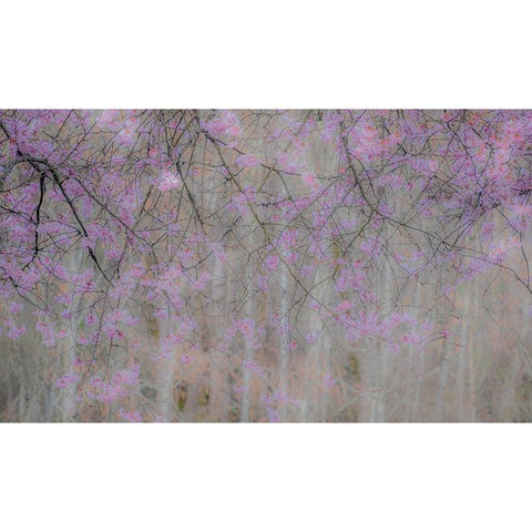 USA-Washington State-Fall City-Springtime cherry trees blooming along Snoqualmie River Gold Ornate Wood Framed Art Print with Double Matting by Gulin, Sylvia