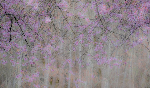 USA-Washington State-Fall City-Springtime cherry trees blooming along Snoqualmie River Black Ornate Wood Framed Art Print with Double Matting by Gulin, Sylvia