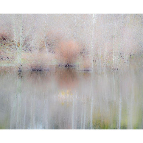 USA-Washington State-Sammamish springtime and alder trees and their reflections in small pond Black Modern Wood Framed Art Print by Gulin, Sylvia