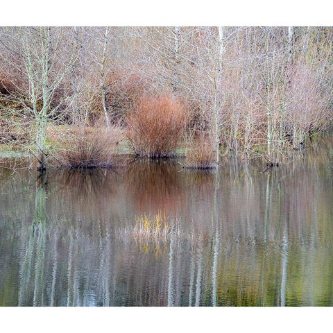 USA-Washington State-Sammamish springtime and alder trees and their reflections in small pond Black Modern Wood Framed Art Print with Double Matting by Gulin, Sylvia