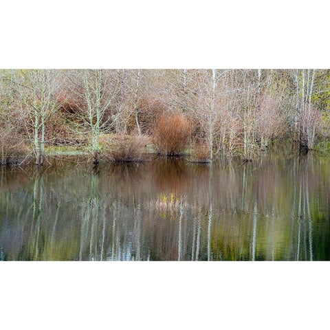 USA-Washington State-Sammamish springtime and alder trees and their reflections in small pond Black Modern Wood Framed Art Print with Double Matting by Gulin, Sylvia