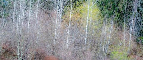 USA-Washington State-Sammamish springtime and alder and willow trees in early spring pano Black Ornate Wood Framed Art Print with Double Matting by Gulin, Sylvia