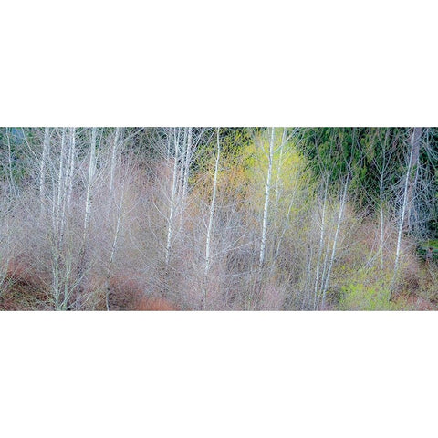 USA-Washington State-Sammamish springtime and alder and willow trees in early spring pano Black Modern Wood Framed Art Print by Gulin, Sylvia