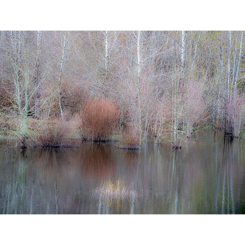 USA-Washington State-Sammamish springtime and alder trees and their reflections in small pond Black Modern Wood Framed Art Print by Gulin, Sylvia