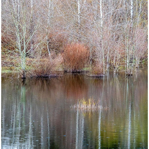 USA-Washington State-Sammamish springtime and alder trees and their reflections in small pond Gold Ornate Wood Framed Art Print with Double Matting by Gulin, Sylvia
