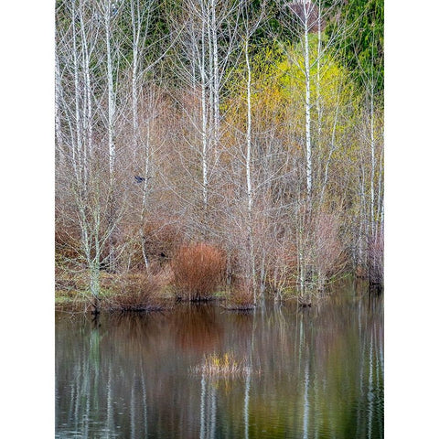 USA-Washington State-Sammamish springtime and alder trees and their reflections in small pond White Modern Wood Framed Art Print by Gulin, Sylvia