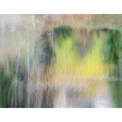 USA-Washington State-Sammamish springtime willow trees in early spring in small pond Black Modern Wood Framed Art Print by Gulin, Sylvia