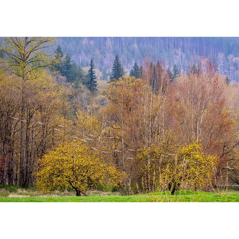 USA-Washington State-Carnation early spring and trees just budding out and Canada Geese Black Modern Wood Framed Art Print by Gulin, Sylvia