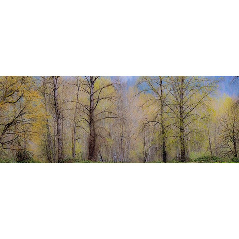 USA-Washington State-Carnation early spring and trees just budding out Black Modern Wood Framed Art Print by Gulin, Sylvia