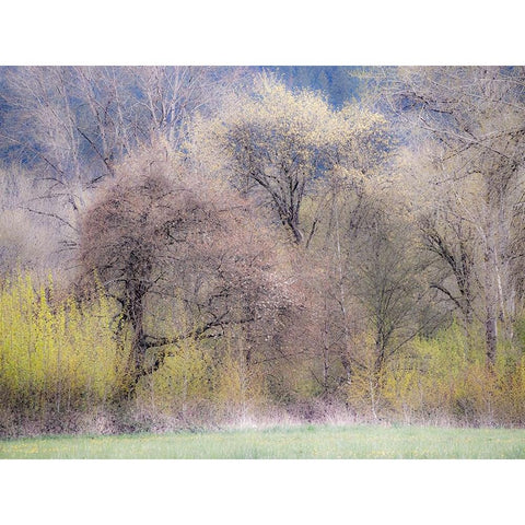 USA-Washington State-Carnation early spring and trees just budding out Black Modern Wood Framed Art Print by Gulin, Sylvia