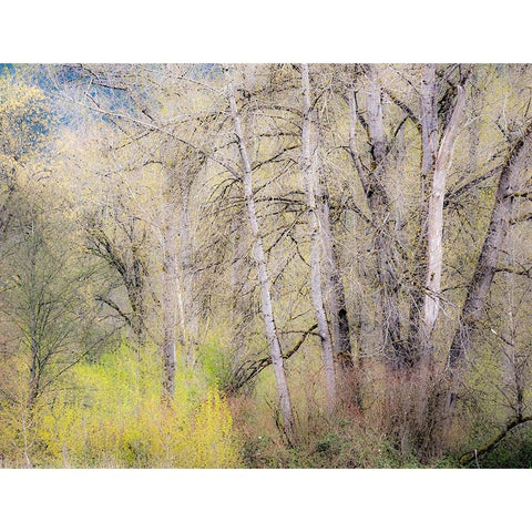 USA-Washington State-Carnation early spring and trees just budding out Black Modern Wood Framed Art Print with Double Matting by Gulin, Sylvia