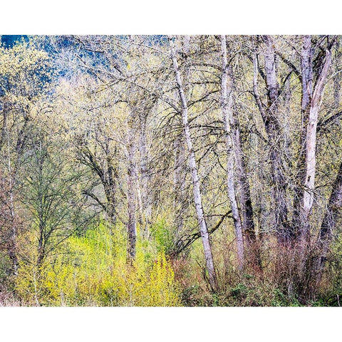 USA-Washington State-Carnation early spring and trees just budding out Black Modern Wood Framed Art Print by Gulin, Sylvia