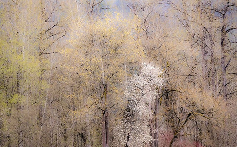 USA-Washington State-Carnation-springtime with flowering wild Cherry and Cottonwoods Black Ornate Wood Framed Art Print with Double Matting by Gulin, Sylvia