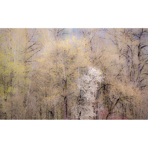 USA-Washington State-Carnation-springtime with flowering wild Cherry and Cottonwoods Black Modern Wood Framed Art Print with Double Matting by Gulin, Sylvia