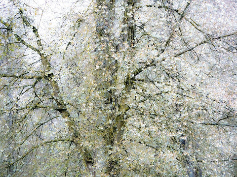 USA-Washington State-Fall City wild cherry springtime blooming White Modern Wood Framed Art Print with Double Matting by Gulin, Sylvia