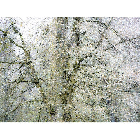 USA-Washington State-Fall City wild cherry springtime blooming Black Modern Wood Framed Art Print by Gulin, Sylvia