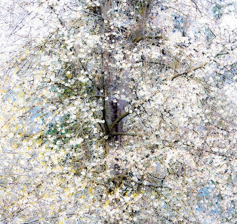 USA-Washington State-Fall City wild cherry springtime blooming White Modern Wood Framed Art Print with Double Matting by Gulin, Sylvia