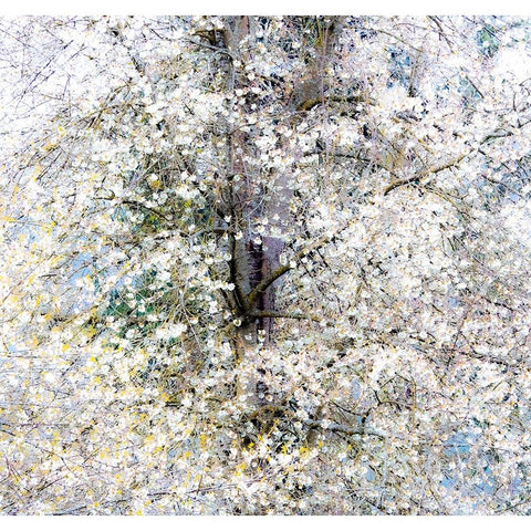 USA-Washington State-Fall City wild cherry springtime blooming Black Modern Wood Framed Art Print by Gulin, Sylvia