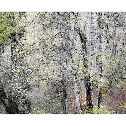 USA-Washington State-Fall City-Springtime cherry trees blooming along Snoqualmie River Black Modern Wood Framed Art Print with Double Matting by Gulin, Sylvia