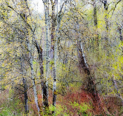 USA-Washington State-Fall City Cottonwoods just budding out in the spring White Modern Wood Framed Art Print with Double Matting by Gulin, Sylvia