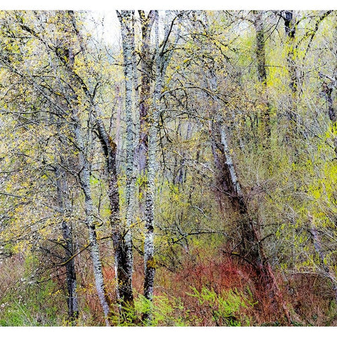 USA-Washington State-Fall City Cottonwoods just budding out in the spring Black Modern Wood Framed Art Print by Gulin, Sylvia