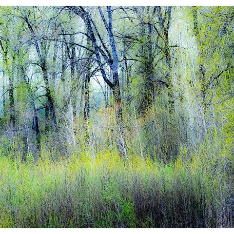 USA-Washington State-Fall City Cottonwoods just budding out in the spring Black Modern Wood Framed Art Print by Gulin, Sylvia