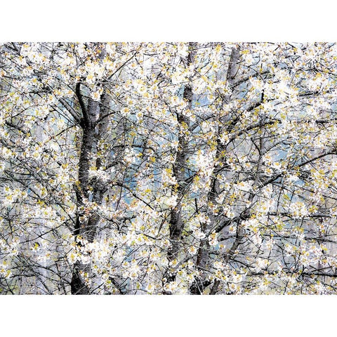 USA-Washington State-Fall City wild cherry springtime blooming Black Modern Wood Framed Art Print with Double Matting by Gulin, Sylvia