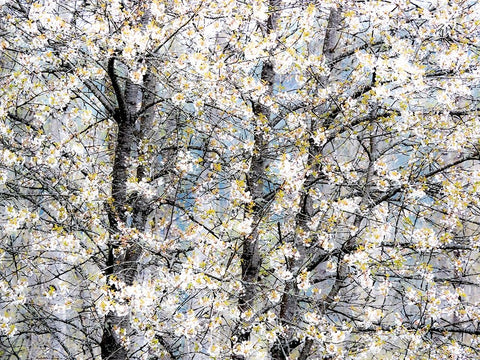 USA-Washington State-Fall City wild cherry springtime blooming White Modern Wood Framed Art Print with Double Matting by Gulin, Sylvia