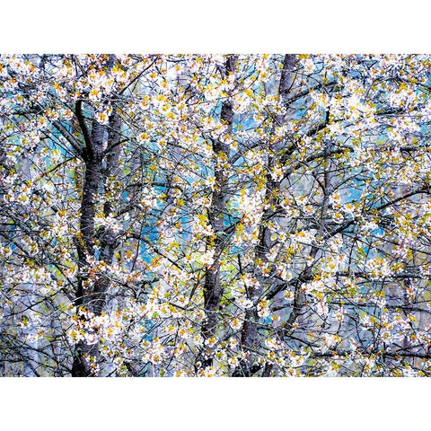 USA-Washington State-Fall City wild cherry springtime blooming Gold Ornate Wood Framed Art Print with Double Matting by Gulin, Sylvia