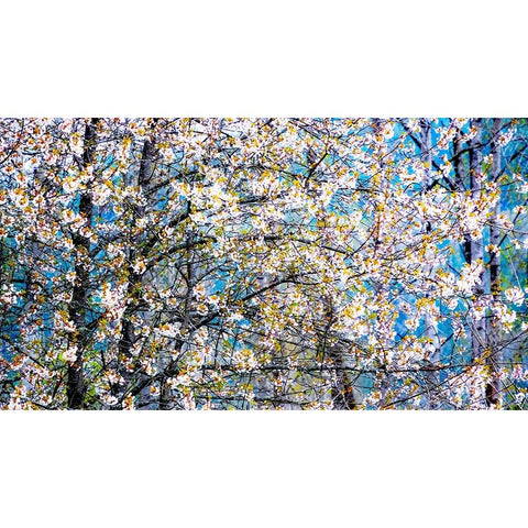 USA-Washington State-Fall City wild cherry springtime blooming Gold Ornate Wood Framed Art Print with Double Matting by Gulin, Sylvia