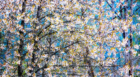 USA-Washington State-Fall City wild cherry springtime blooming White Modern Wood Framed Art Print with Double Matting by Gulin, Sylvia