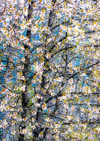 USA-Washington State-Fall City wild cherry springtime blooming Black Ornate Wood Framed Art Print with Double Matting by Gulin, Sylvia