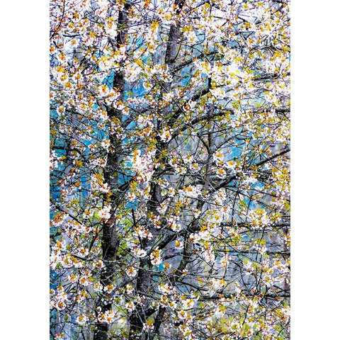 USA-Washington State-Fall City wild cherry springtime blooming Black Modern Wood Framed Art Print by Gulin, Sylvia