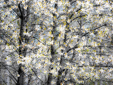 USA-Washington State-Fall City wild cherry springtime blooming White Modern Wood Framed Art Print with Double Matting by Gulin, Sylvia