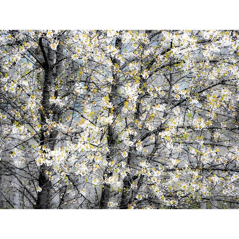 USA-Washington State-Fall City wild cherry springtime blooming Gold Ornate Wood Framed Art Print with Double Matting by Gulin, Sylvia