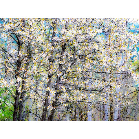 USA-Washington State-Fall City wild cherry springtime blooming Black Modern Wood Framed Art Print with Double Matting by Gulin, Sylvia