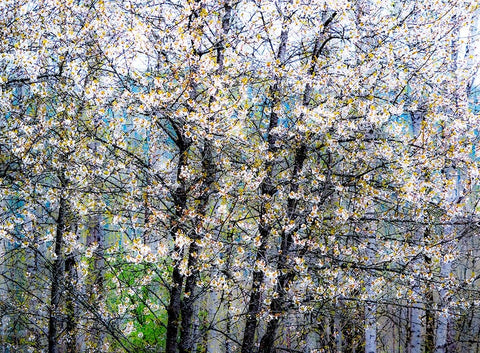 USA-Washington State-Fall City wild cherry springtime blooming White Modern Wood Framed Art Print with Double Matting by Gulin, Sylvia