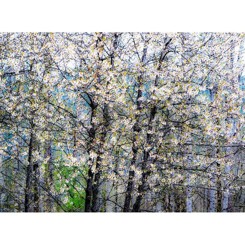 USA-Washington State-Fall City wild cherry springtime blooming Black Modern Wood Framed Art Print by Gulin, Sylvia