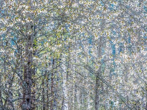 USA-Washington State-Fall City wild cherry springtime blooming White Modern Wood Framed Art Print with Double Matting by Gulin, Sylvia