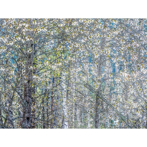 USA-Washington State-Fall City wild cherry springtime blooming White Modern Wood Framed Art Print by Gulin, Sylvia