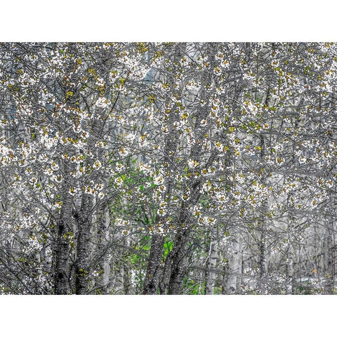 USA-Washington State-Fall City wild cherry springtime blooming Black Modern Wood Framed Art Print by Gulin, Sylvia