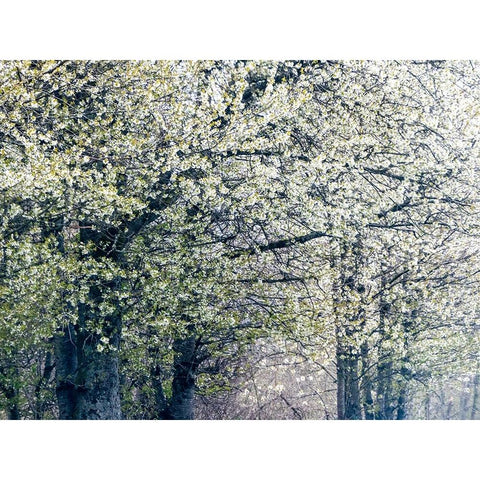 USA-Washington State-Fall City wild cherry springtime blooming White Modern Wood Framed Art Print by Gulin, Sylvia