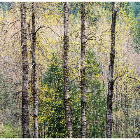 USA-Washington State-Fall City Cottonwoods just budding out in the spring along the Snoqualmie River Gold Ornate Wood Framed Art Print with Double Matting by Gulin, Sylvia