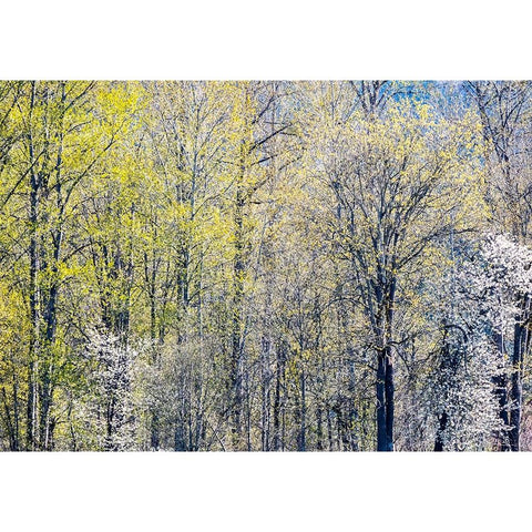 USA-Washington State-Fall City Cottonwoods just budding out in the spring along the Snoqualmie River Black Modern Wood Framed Art Print by Gulin, Sylvia