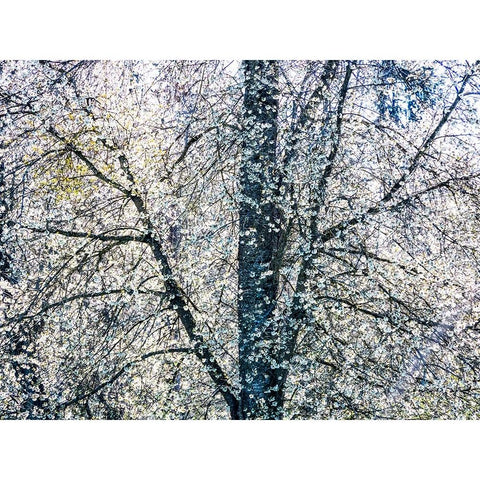 USA-Washington State-Fall City wild cherry springtime blooming Black Modern Wood Framed Art Print by Gulin, Sylvia