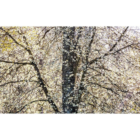 USA-Washington State-Fall City wild cherry springtime blooming Gold Ornate Wood Framed Art Print with Double Matting by Gulin, Sylvia