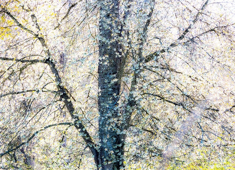 USA-Washington State-Fall City wild cherry springtime blooming White Modern Wood Framed Art Print with Double Matting by Gulin, Sylvia