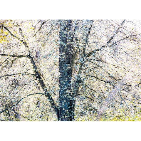 USA-Washington State-Fall City wild cherry springtime blooming Black Modern Wood Framed Art Print by Gulin, Sylvia